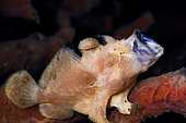 Juvenile Giant Frogfish (Antennarius commersoni) yawning, Slow Poke dive site, Lembeh Straits, Sulawesi, Indonesia