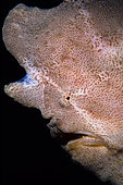 Giant Frogfish (Antennarius commersoni) yawning, Police Pier dive site, Lembeh Straits, Sulawesi, Indonesia