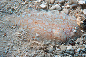 Juvenile Strange Sole (Aseraggodes xenicus), camouflaged on sand, Vadoo Island, Maldives