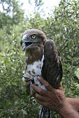 Short-toed snake eagle (Circaetus gallicus) presentation after feather sampling, France