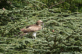 Circaète Jean le Blanc (Circaetus gallicus), femelle avec proie dans bec, Causse Blandas, France