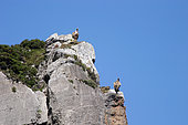 Griffon Vulture (Gyps fulvus) on a cliff, Jonte Gorges, Causse Méjean, Cévennes, France