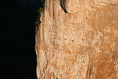 Griffon Vultures (Gyps fulvus) in flight, Gorges de la Jonte, Causse Méjean, Cévennes, France