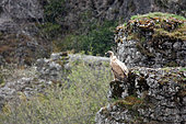 Griffon vulture (Gyps fulvus) in a spring snow shower, Le Rosier, Gorges de la Jonte, Causse Méjean, Cévennes, France