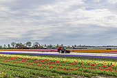 Tulip field, Zuid-Holland, Netherlands