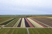 Aerial view of tulip fields, Sint Maartensbrug, North Holland, Netherlands