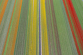 Aerial view of tulip fields, Sint Maartensbrug, North Holland, Netherlands
