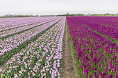 Tulip field, North Holland, Netherlands