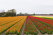 Tulip field, North Holland, Netherlands