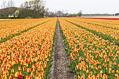 Tulip field, North Holland, Netherlands