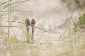 Small Broomrape (Orobanche minor) in a dune, Côte d'Opale, France