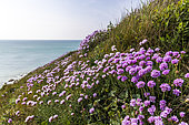 Thrift seapink (Armeria maritima), emblematic coastal flower, on the heights of Cap Gris-Nez, Côte d'Opale, France
