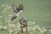 Cuckoo (Cuculus canorus) landing on a fence post, England