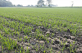 Lapwing (Vanellus vanellus) nest with eggs in a wheat crop, England