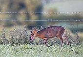 Muntjac (Muntiacus reevesi) walking by a fence and licking his nose, England