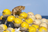 Red fox (Vulpes vulpes) standing on large sea fishing floats, Hokkaido, Japan