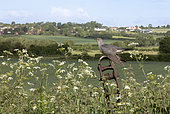 Cuckoo (Cuculus canorus) perched on a fence post in the British countryside