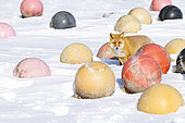 Red fox (Vulpes vulpes) amongst fishing boyd, Hokkaido, Japan