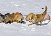 Red foxes (Vulpes vulpes) fighting in snow, Hokkaido, Japan