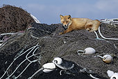 Red fox (Vulpes vulpes) resting on fishing nets, Hokkaido, Japan