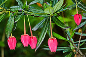 Chilean Lantern Flowers (Crinodendron hookerianum), Jardin des Plantes, Le Mans, Sarthe, France