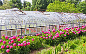 pivoines et une serre en verre au jardin potager de Bonnetable, Sarthe, France