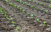 Pumpkin plants in the Bonnetable vegetable garden, Sarthe, France