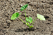 Pumpkin plant in the Bonnetable vegetable garden, Sarthe, France