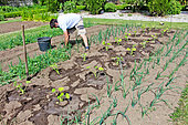 Gardener weeding a row of onions, Bonnetable vegetable garden, Sarthe, France