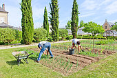 Gardeners weeding rows of onions in the vegetable garden at Bonnetable, Sarthe, France