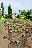 Pumpkin plants in the Bonnetable vegetable garden, Sarthe, France