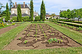 Pumpkin plants in the Bonnetable vegetable garden, Sarthe, France