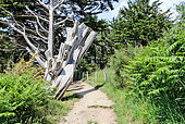 Coastal path and sick maritime pine, Baden, Golfe du Morbihan, South Brittany, France