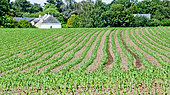 Corn growing in the Gulf of Morbihan, Southern Brittany, France