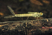 Dragonfly larva (Zygoptera sp in a pond just after moult, city of Couffy, Loir et Cher, France