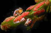 Spawning of a Water Mite (Hydrachnidia sp) in a pond on an aquatic plant, Loir et Cher, France
