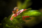 Spawning of a Water Mite (Hydrachnidia sp) in a pond on an aquatic plant, Loir et Cher, France