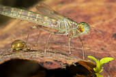 Dragonfly larva (Zygoptera sp in a pond just after moult, city of Couffy, Loir et Cher, France