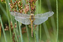 Skimmer dragonfly (Sympetrum sp) dragonfly perched on a stem waiting to warm up before taking flight, Loir et Cher, France