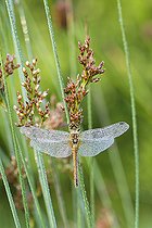 Skimmer dragonfly (Sympetrum sp) dragonfly perched on a stem waiting to warm up before taking flight, Loir et Cher, France
