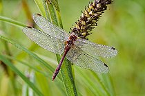 Skimmer dragonfly (Sympetrum sp) dragonfly perched on a stem waiting to warm up before taking flight, Loir et Cher, France