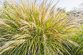 Chinese Silver Grass ‘Morning Light’, Miscanthus sinensis ‘Morning Light’