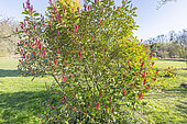 Fraser photinia 'Carré Rouge', Photinia fraseri 'Carré Rouge'