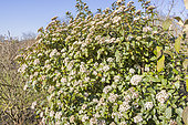 Viburnum tinus 'Purpureus', in bloom