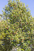 Ilex koehneana 'Chesnut Leaf'