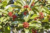 Ilex koehneana 'Chesnut Leaf', berries