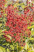 Sacred bamboo, Nandina domestica, berries