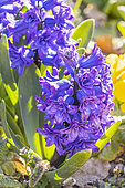 Dutch Hyacinth 'Marie', Hyacinthus orientalis 'Marie', flowers