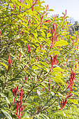 Fraser photinia 'Carré Rouge', Photinia fraseri 'Carré Rouge'