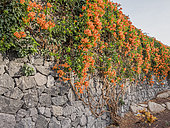 Flamevine, Pyrostegia venusta, in bloom